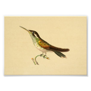 Foto Vintage 1830 Impressão de Hummingbird Vermelho Ve