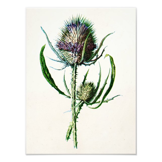 Foto Vintage 1902 Old Scottish Thistle Wild Flower (Frente)