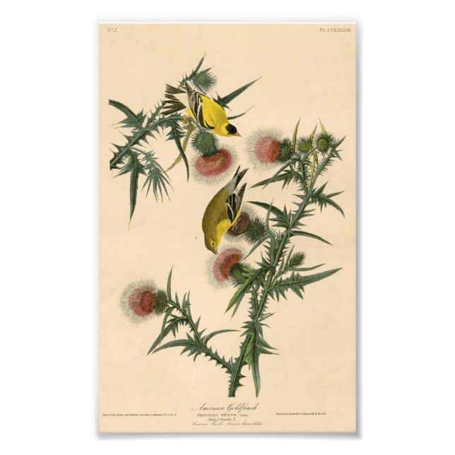 Foto Vintage Audubon American Goldfinch (Frente)