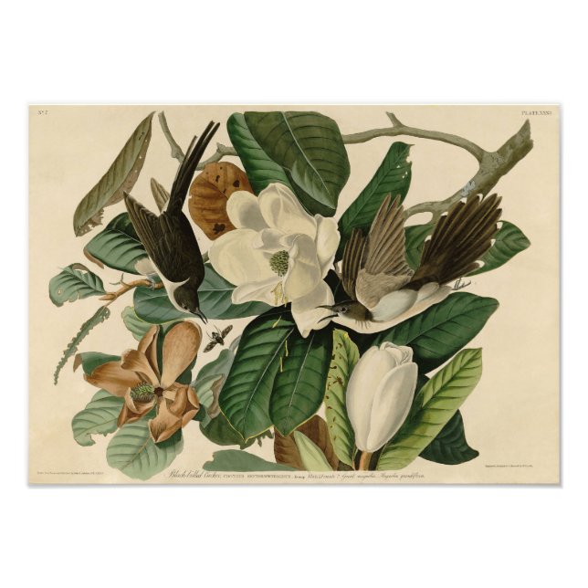 Foto Vintage Audubon Illustração Black Billed Cuckoo (Frente)