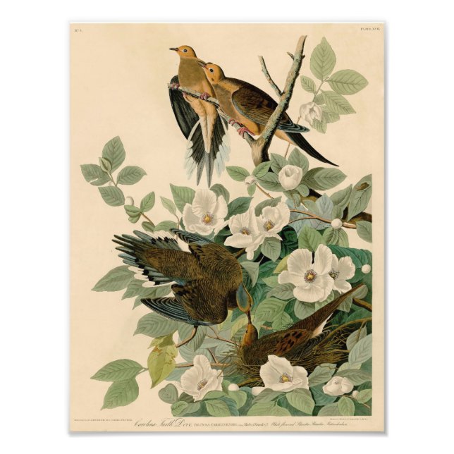 Foto Vintage Audubon Illustração Carolina Turtle Dove (Frente)