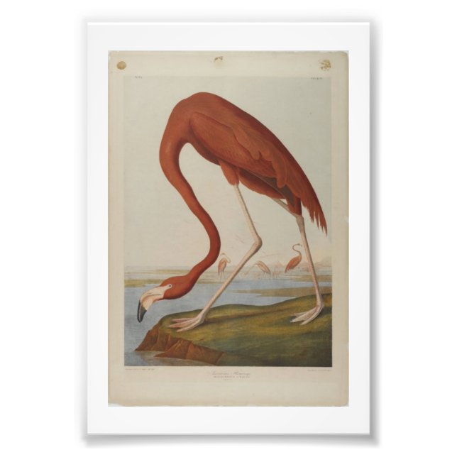 Foto Vintage Audubon Illustration Flamingo (Frente)