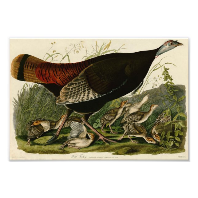 Foto Vintage Audubon Illustration Wild Turkey (Frente)