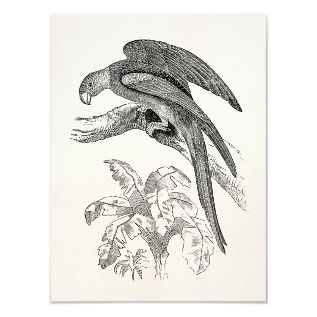 Foto Vintage Birds - Carolina Parrots Tropical Bird (Frente)