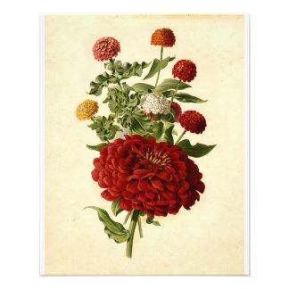 Foto Vintage Botanical Illustration Floral Art
