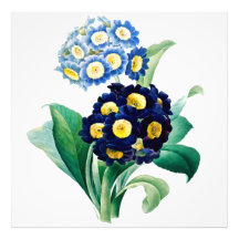 Vintage Cowslip Primrose botânica