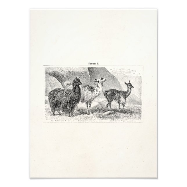 Foto Vintage Llama Alpaca Modelo Llamas Alpacas (Frente)