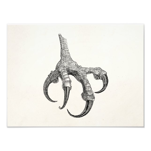 Foto Vintage Osprey Claw Personalizada para Pássaros Re (Frente)