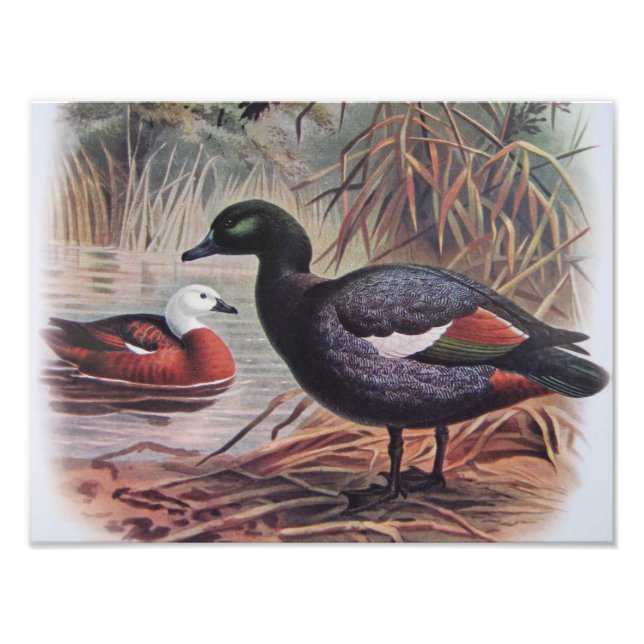Foto Vintage Paradise Shelduck (Frente)