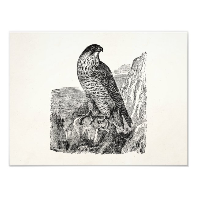 Foto Vintage Peregrine Falcon Personalised Retro Birds (Frente)