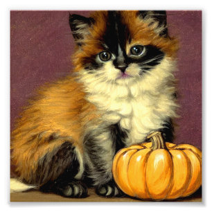 Foto Vintage Ragdoll Halloween Cat