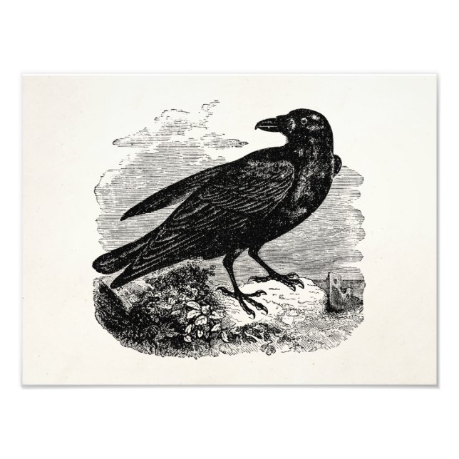 Foto Vintage Raven Black Bird Crow Personalised Birds (Frente)