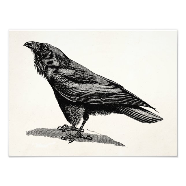 Foto Vintage Raven Crow Blackbird Illustration (Frente)