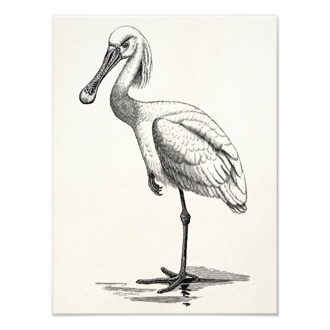 Foto Vintage Roseate Spoonbill Modelo (Frente)