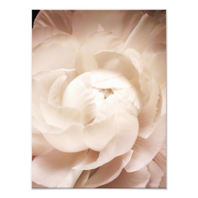 Foto Vintage Sepia White & Cream Ranunculus Fundo (Frente)
