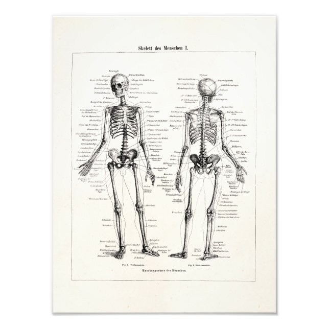 Foto Vintage Skeleton Anatomia Humana Ossos Crânio (Frente)