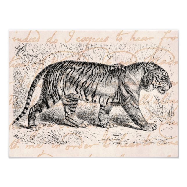 Foto Vintage Tiger Illustration Tigers Modelo (Frente)