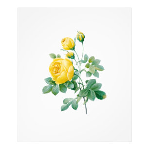 Foto Vintage Yellow Rose Fine art