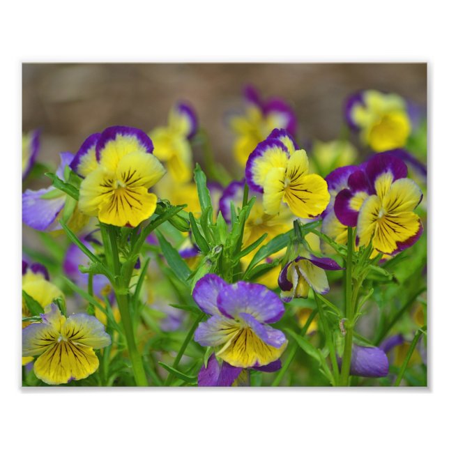 Foto Viola Photo Impressão (Frente)