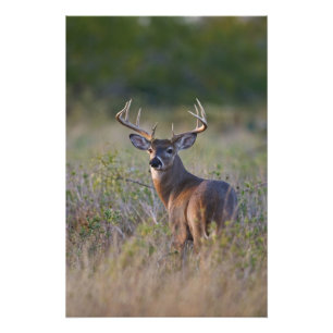 Foto virginianus branco-atado) do Odocoileus dos cervos