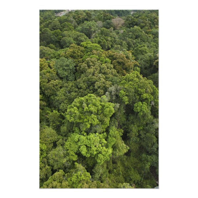 Foto Vista aérea da floresta tropical. Reserva Iwokrama (Frente)