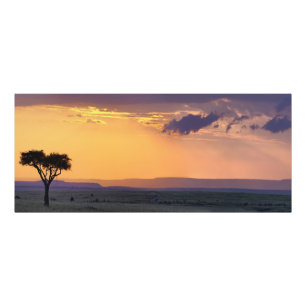 Foto Vista panorâmica de uma única árvore acácia em