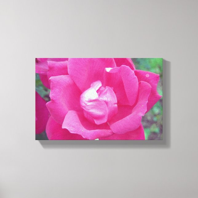 Foto vívida de Rosa rosa-quente, com Canvas estend (Frente)