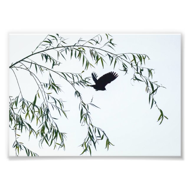 Foto Voando para longe (Frente)