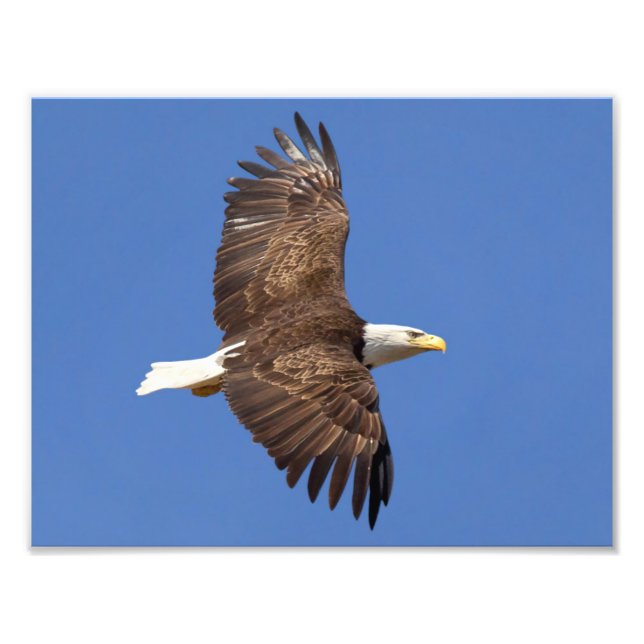 Foto Voo Bald Eagle (Frente)