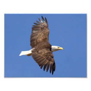 Foto Vôo da águia americana