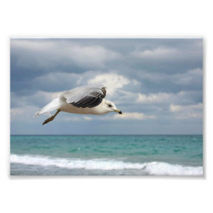 Foto Vôo da gaivota