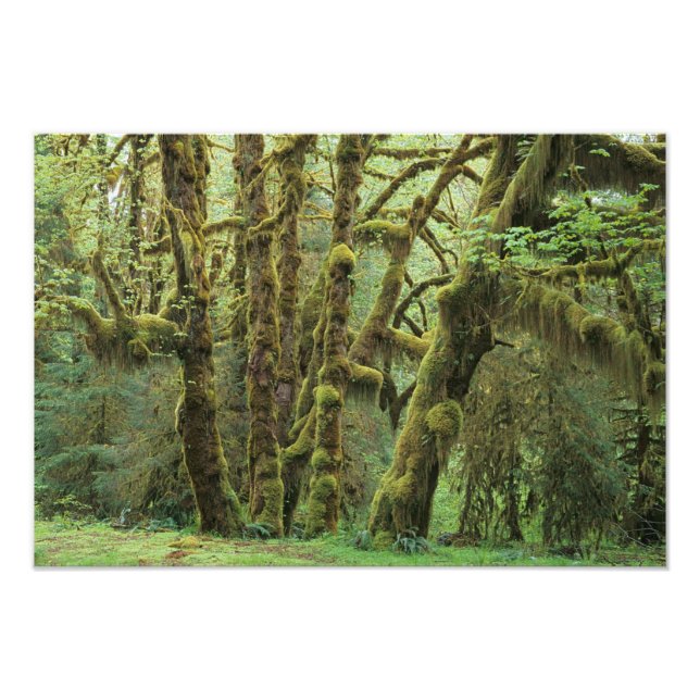 Foto WA, Olimpiadas NP, Hoh Rain Forest, Hall of (Frente)