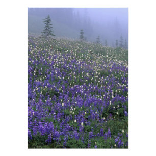 Foto WA, Parque Nacional Mt. Rainier, prado de Lupino e