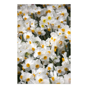 Foto WA, Skagit Valley, padrão Daffodil