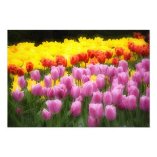 Foto WA, Vale do Skagit, Jardim de Tulipas Roozengaarde