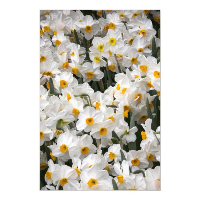 Foto WA, Vale do Skagit, padrão de Narciso (Frente)