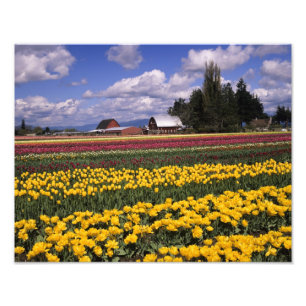 Foto WA, Vale do Skagit, Tulipa do Vale do Skagit