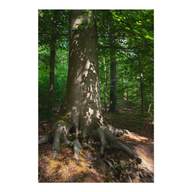 Foto Waldimpression (Frente)