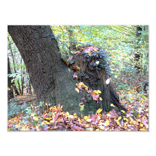 Foto Waldmärchen (Frente)