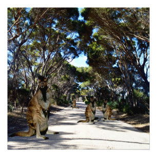 Foto Wallabys Australianos Na Estrada,