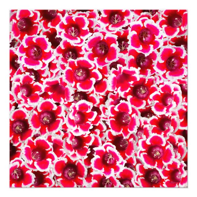 Foto Weigela Flórida Flowers (Frente)