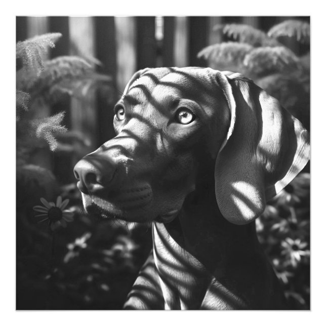 Foto Weimaraner "Majexpressas Hunter" BW (Frente)