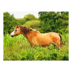 FOTO WELSH PONY