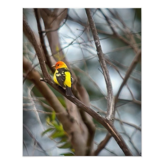 Foto Western Tanager (Frente)