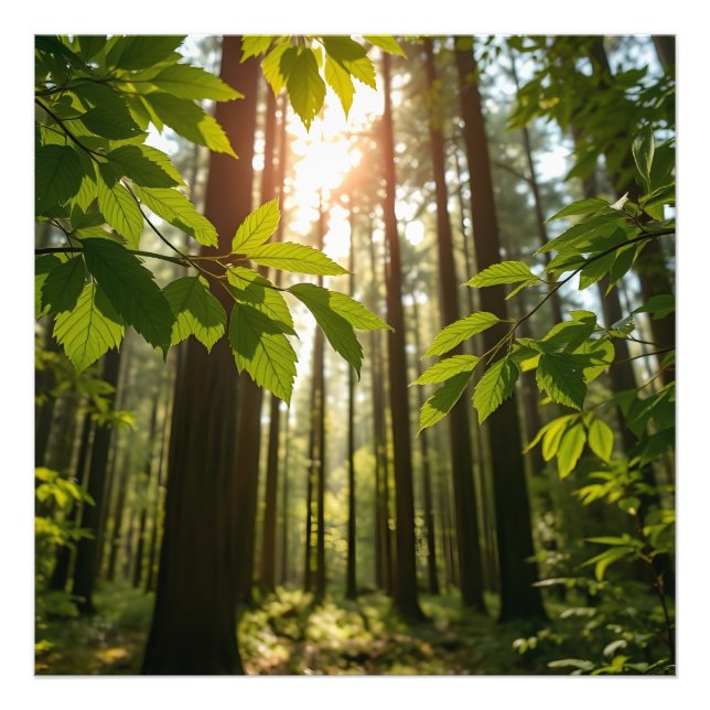 Foto Whispering Forest (Frente)