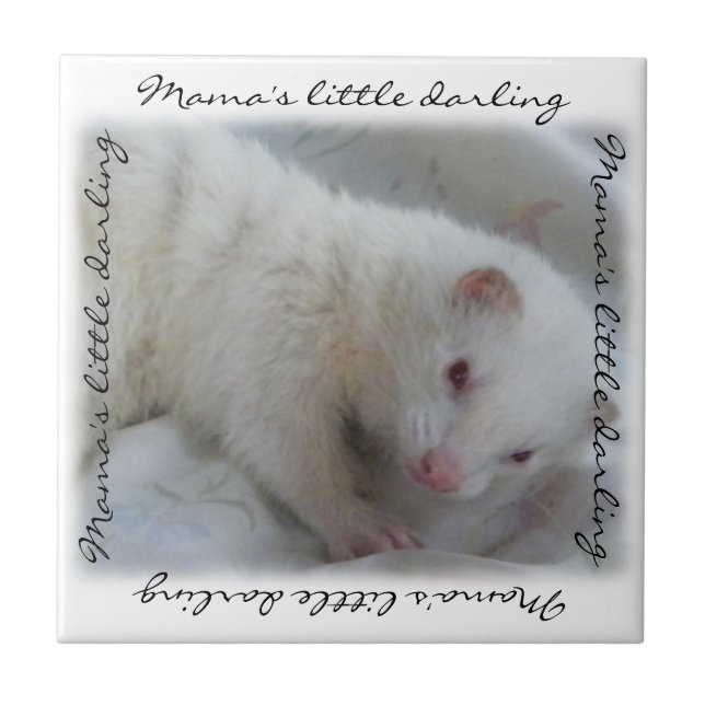 Foto White Albino Ferret (Frente)