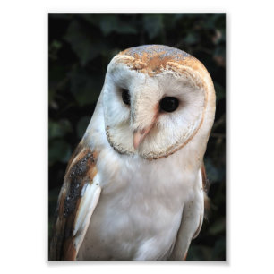 Foto White Barn Owl