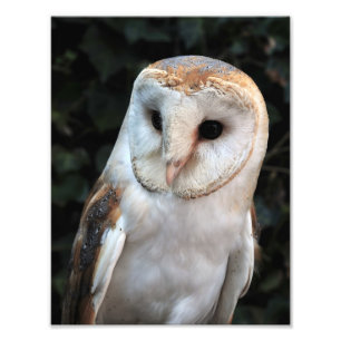 Foto White Barn Owl