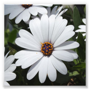 Foto White Daisy está em Bloom