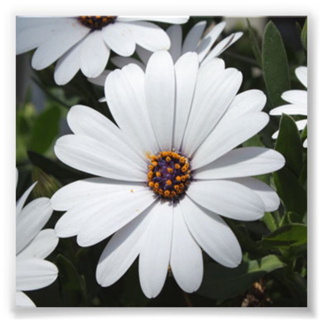 Foto White Daisy está em Bloom (Frente)